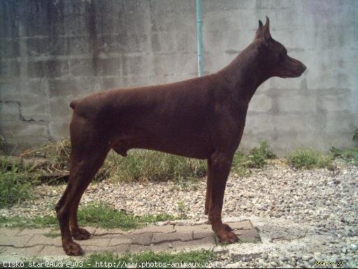 Photo de Dobermann