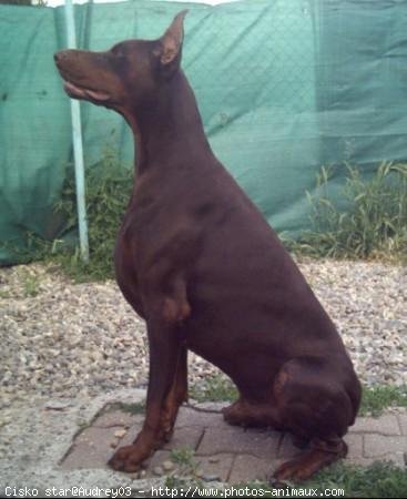 Photo de Dobermann