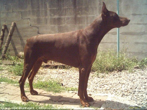 Photo de Dobermann