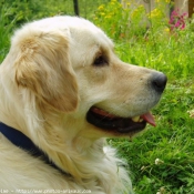 Photo de Golden retriever