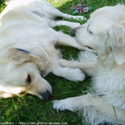 Photo de Golden retriever