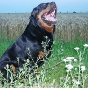 Photo de Rottweiler