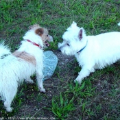 Photo de Jack russell terrier