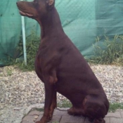 Photo de Dobermann