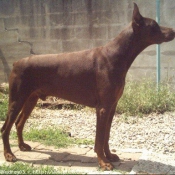 Photo de Dobermann