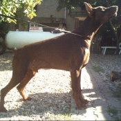 Photo de Dobermann