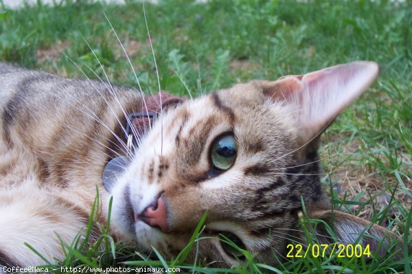 Photo de Chat domestique