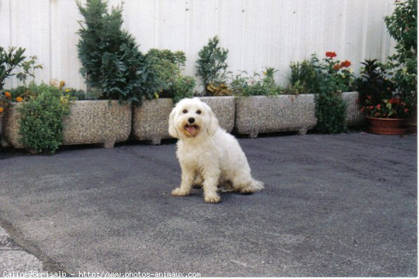 Photo de Coton de tulear