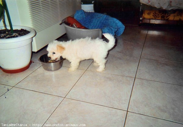 Photo de Bichon maltais