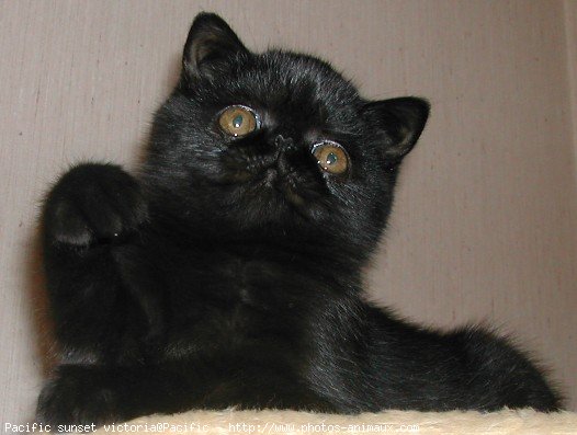 Photo d'Exotic shorthair