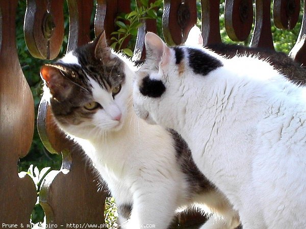 Photo de Chat domestique