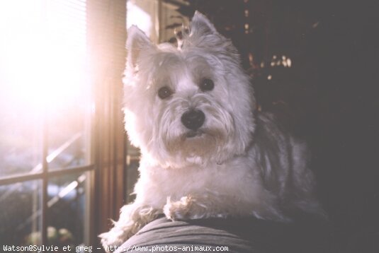 Photo de West highland white terrier