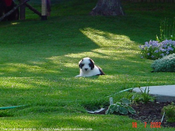 Photo de Bearded collie