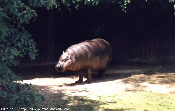 Photo de Hippopotame