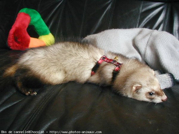 Photo de Furet