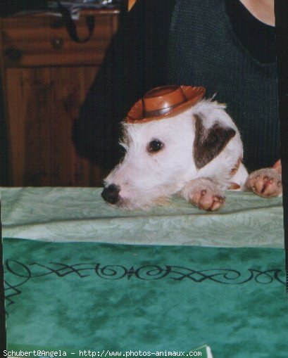 Photo de Jack russell terrier