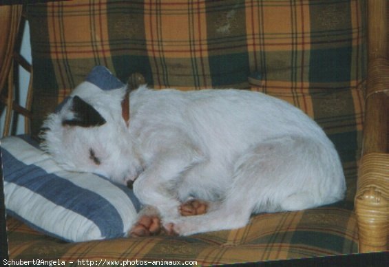 Photo de Jack russell terrier