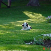 Photo de Bearded collie