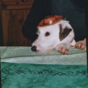 Photo de Jack russell terrier