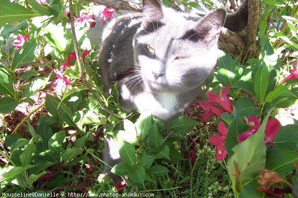 Photo de Chartreux