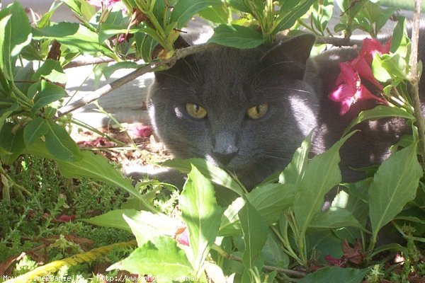 Photo de Chartreux