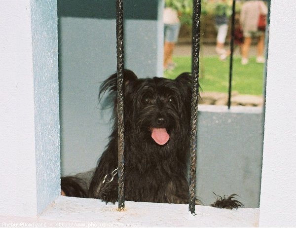 Photo de Chien de berger des pyrenes  poil long