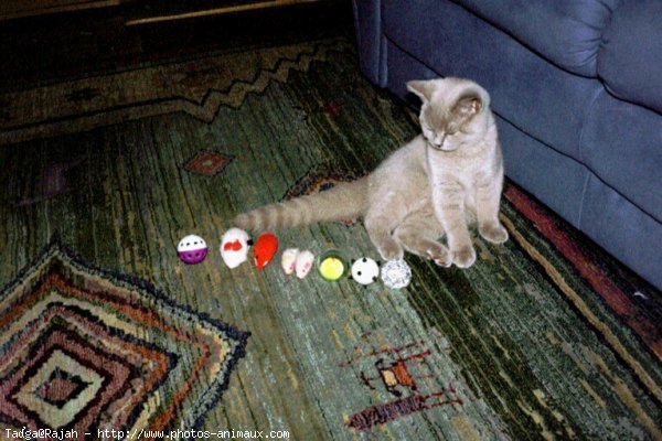 Photo de British shorthair