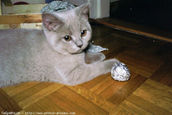 Photo de British shorthair