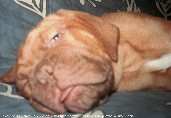 Photo de Dogue de bordeaux