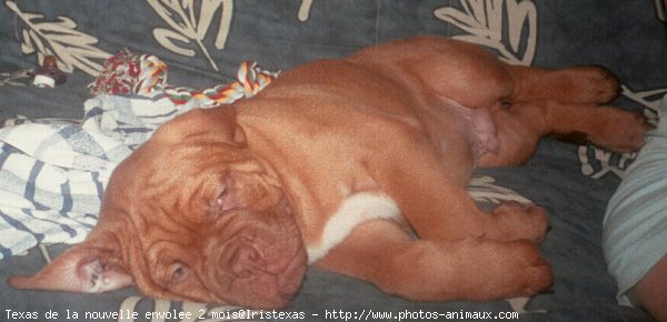 Photo de Dogue de bordeaux