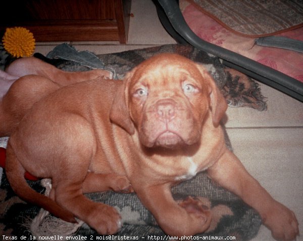 Photo de Dogue de bordeaux