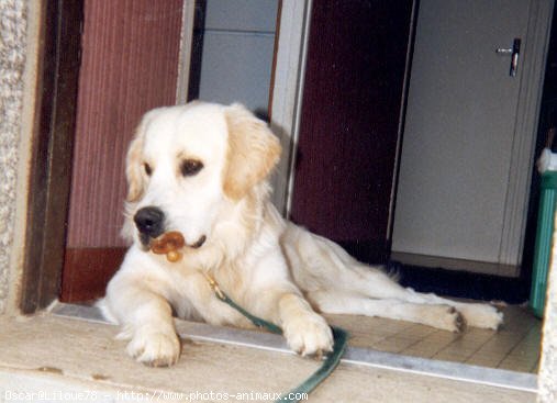 Photo de Golden retriever