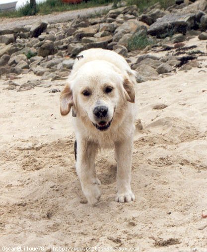 Photo de Golden retriever