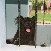 Photo de Chien de berger des pyrenes  poil long