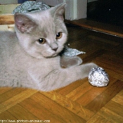 Photo de British shorthair