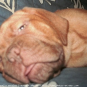 Photo de Dogue de bordeaux