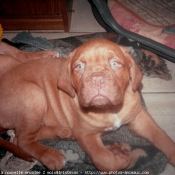 Photo de Dogue de bordeaux