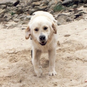 Photo de Golden retriever