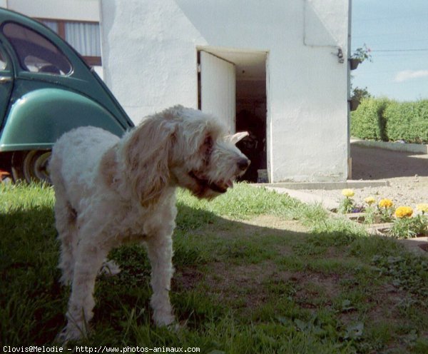 Photo d'Epagneul breton