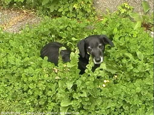 Photo de Labrador retriever