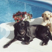 Photo de Labrador retriever