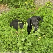 Photo de Labrador retriever