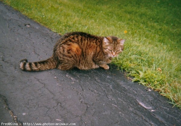 Photo de Chat domestique