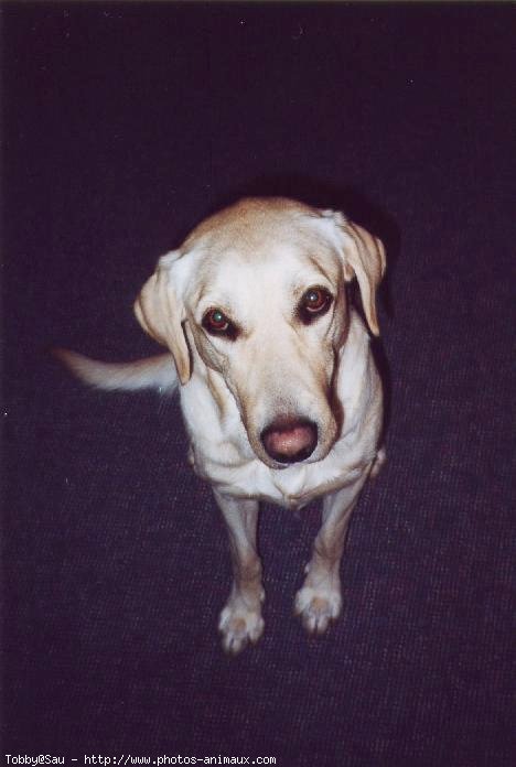 Photo de Labrador retriever