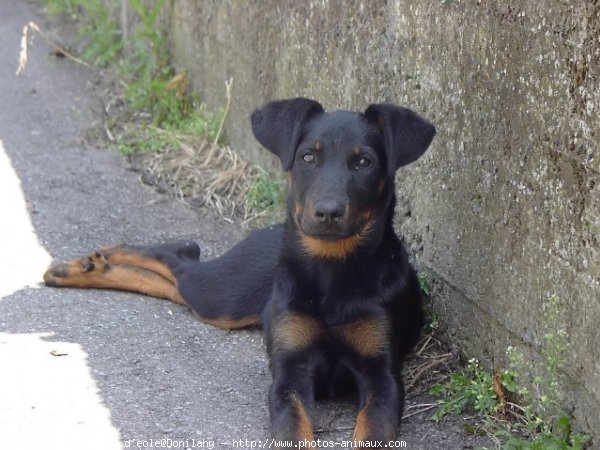 Photo de Berger de beauce