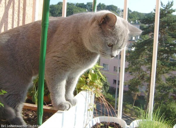 Photo de British shorthair