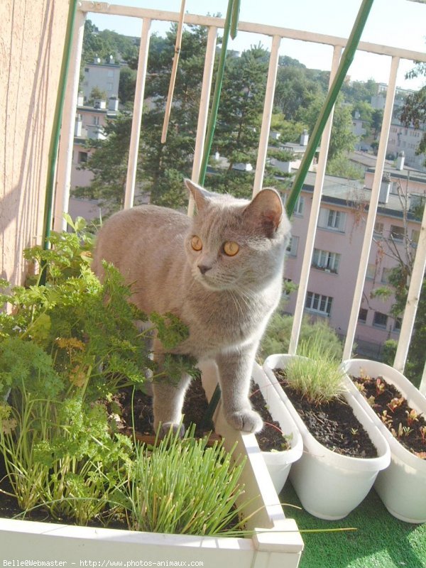 Photo de British shorthair