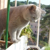 Photo de British shorthair