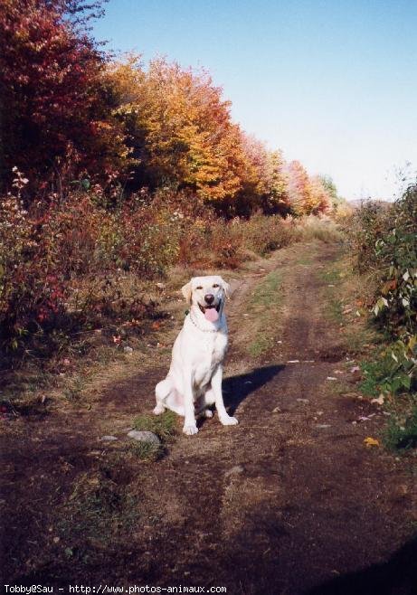 Photo de Labrador retriever