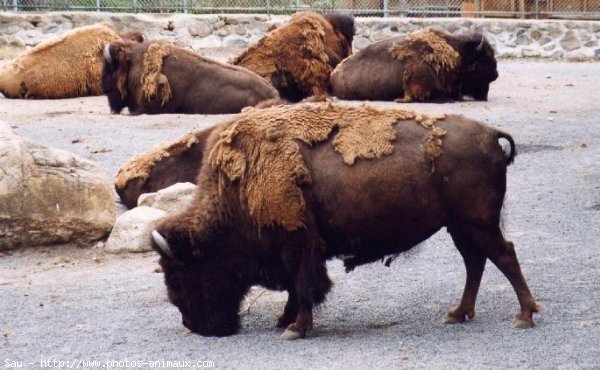 Photo de Bison